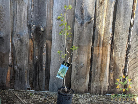 Assiniboine Poplar- Tree for sale, Grown in Grande Prairie -Braeheid Gardens Ltd. on Emerson Trail