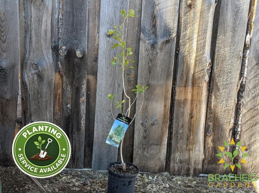 Assiniboine Poplar- Tree for sale, Grown in Grande Prairie -Braeheid Gardens Ltd. on Emerson Trail