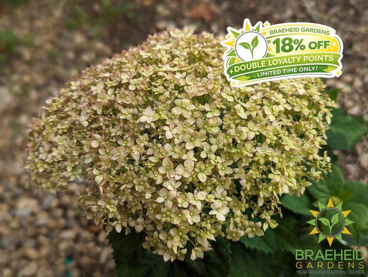 Invincibelle® Wee White™ Hydrangea