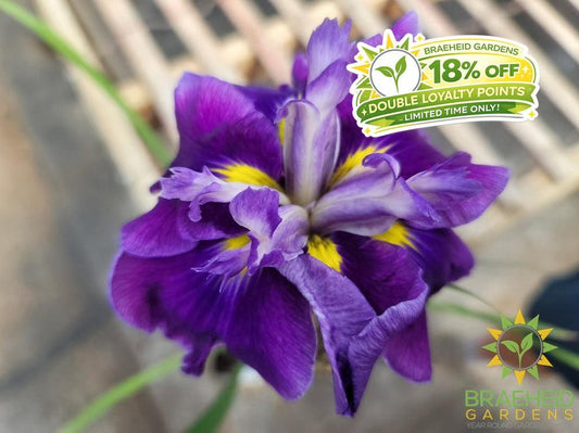 Iris Ensata 'Dinner Plate™ Ice Cream' - NO SHIP -