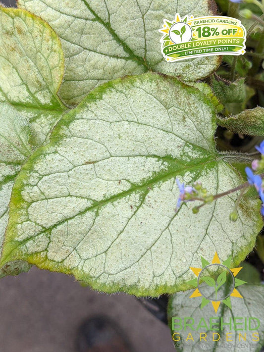 Looking Glass Brunnera