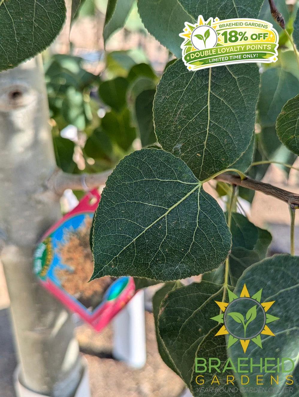 Quaking/Trembling Aspen- Tree for sale, Grown in Grande Prairie -Braeheid Gardens Ltd. on Emerson Trail