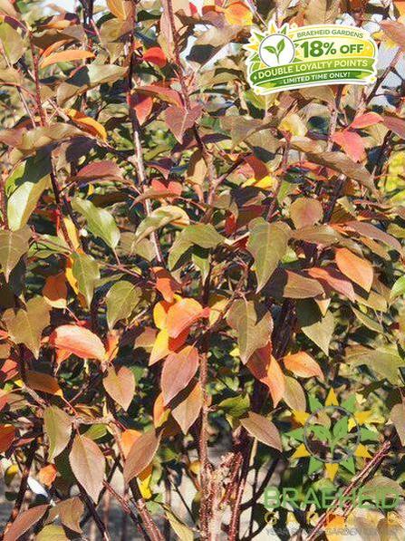Courageous Crabapple- Tree for sale, Grown in Grande Prairie -Braeheid Gardens Ltd. on Emerson Trail