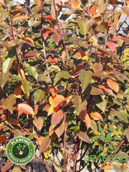 Courageous Crabapple- Tree for sale, Grown in Grande Prairie -Braeheid Gardens Ltd. on Emerson Trail