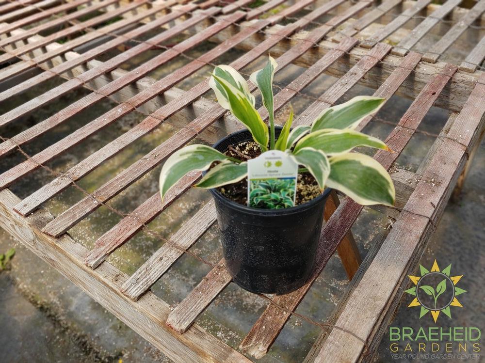 Hosta 'Lakeside Spruce Goose' -NO SHIP -