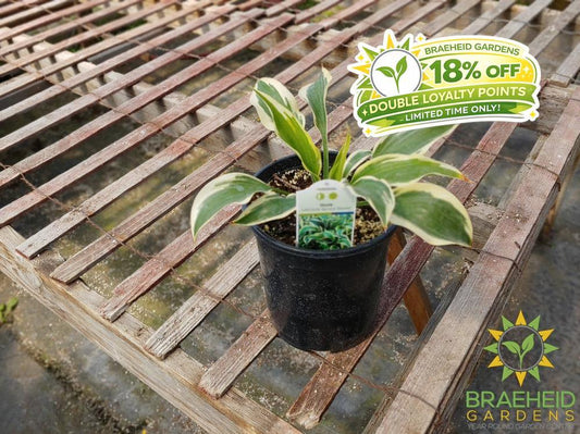 Hosta 'Lakeside Spruce Goose' -NO SHIP -