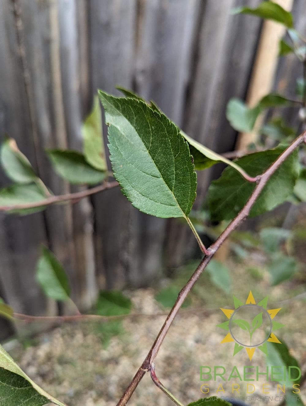 Edible Dolgo Crabapple- Tree for sale, Grown in Grande Prairie -Braeheid Gardens Ltd. on Emerson Trail