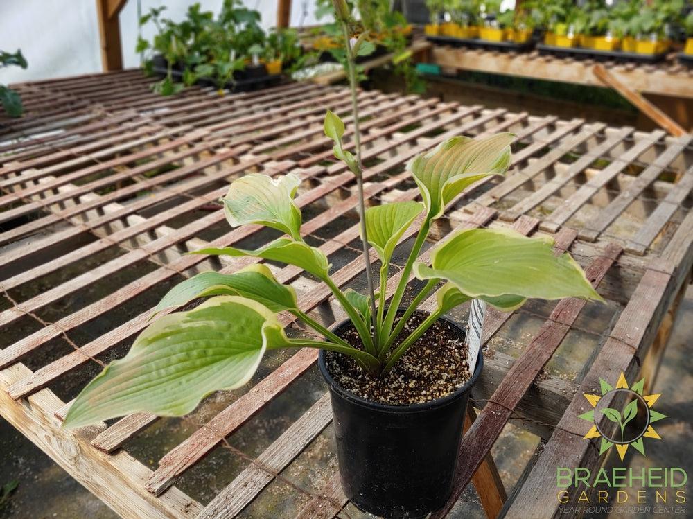 Hosta 'Sunshine Glory' -NO SHIP -