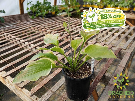 Hosta 'Sunshine Glory' -NO SHIP -