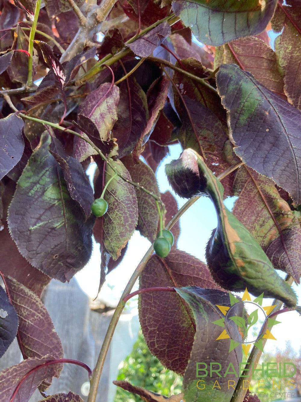 Bailey's Select Schubert Chokecherry- Tree for sale, Grown in Grande Prairie -Braeheid Gardens Ltd. on Emerson Trail