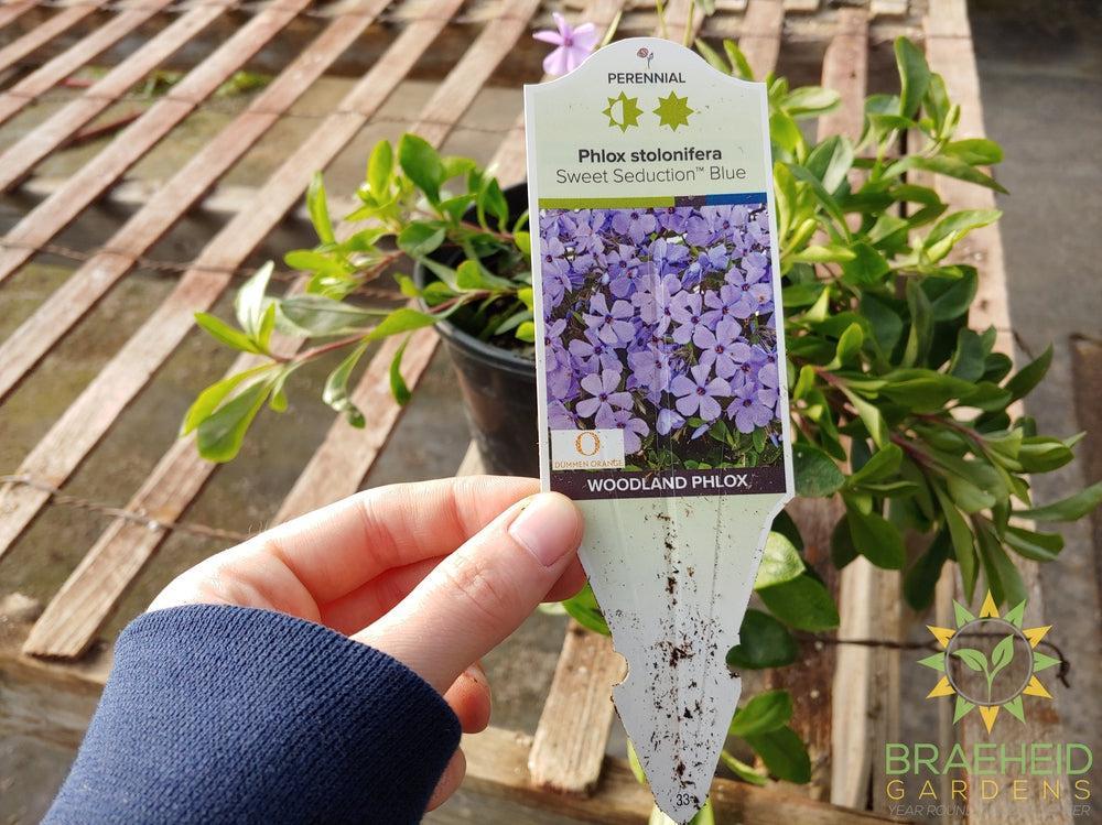 Phlox 'Sweet Seduction Blue' - NO SHIP -