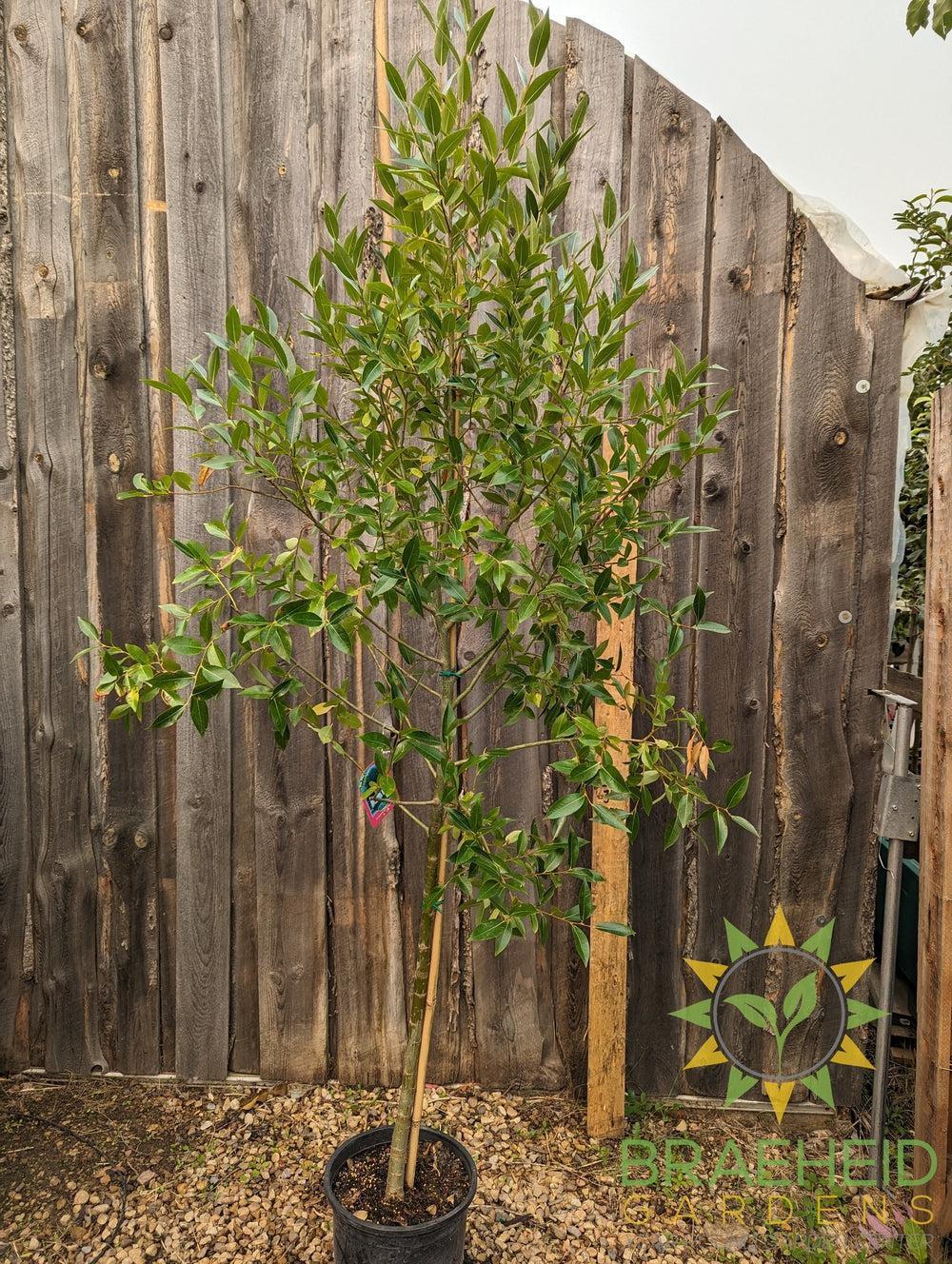 Laurel Leaf Willow - NO SHIP - Tree for sale, Grown in Grande Prairie -Braeheid Gardens Ltd. on Emerson Trail