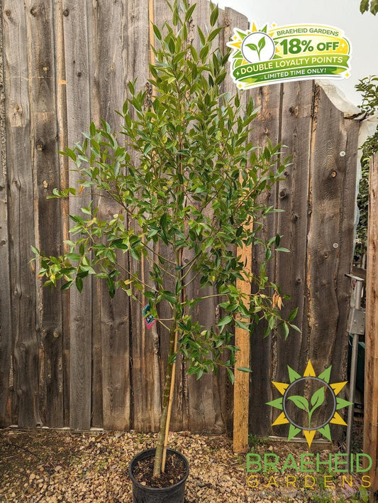 Laurel Leaf Willow - NO SHIP - Tree for sale, Grown in Grande Prairie -Braeheid Gardens Ltd. on Emerson Trail
