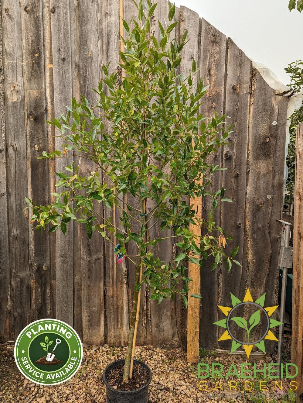Laurel Leaf Willow - NO SHIP - Tree for sale, Grown in Grande Prairie -Braeheid Gardens Ltd. on Emerson Trail