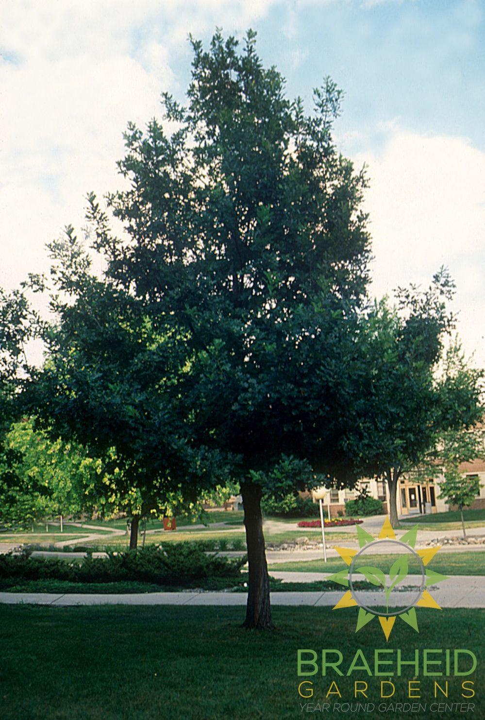 Prairie Stature® Oak- Tree for sale, Grown in Grande Prairie -Braeheid Gardens Ltd. on Emerson Trail