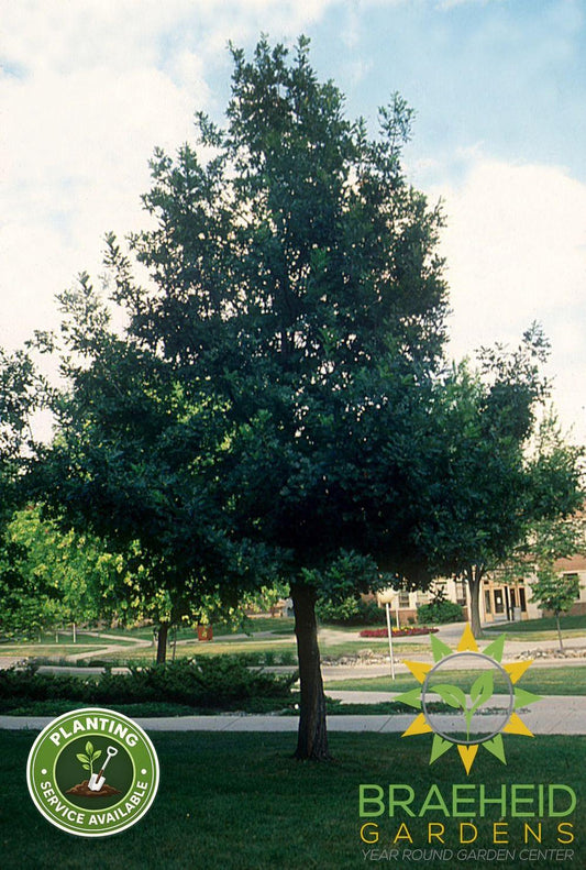 Prairie Stature® Oak- Tree for sale, Grown in Grande Prairie -Braeheid Gardens Ltd. on Emerson Trail
