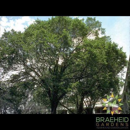 Brandon Elm- Tree for sale, Grown in Grande Prairie -Braeheid Gardens Ltd. on Emerson Trail
