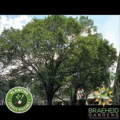 Brandon Elm- Tree for sale, Grown in Grande Prairie -Braeheid Gardens Ltd. on Emerson Trail