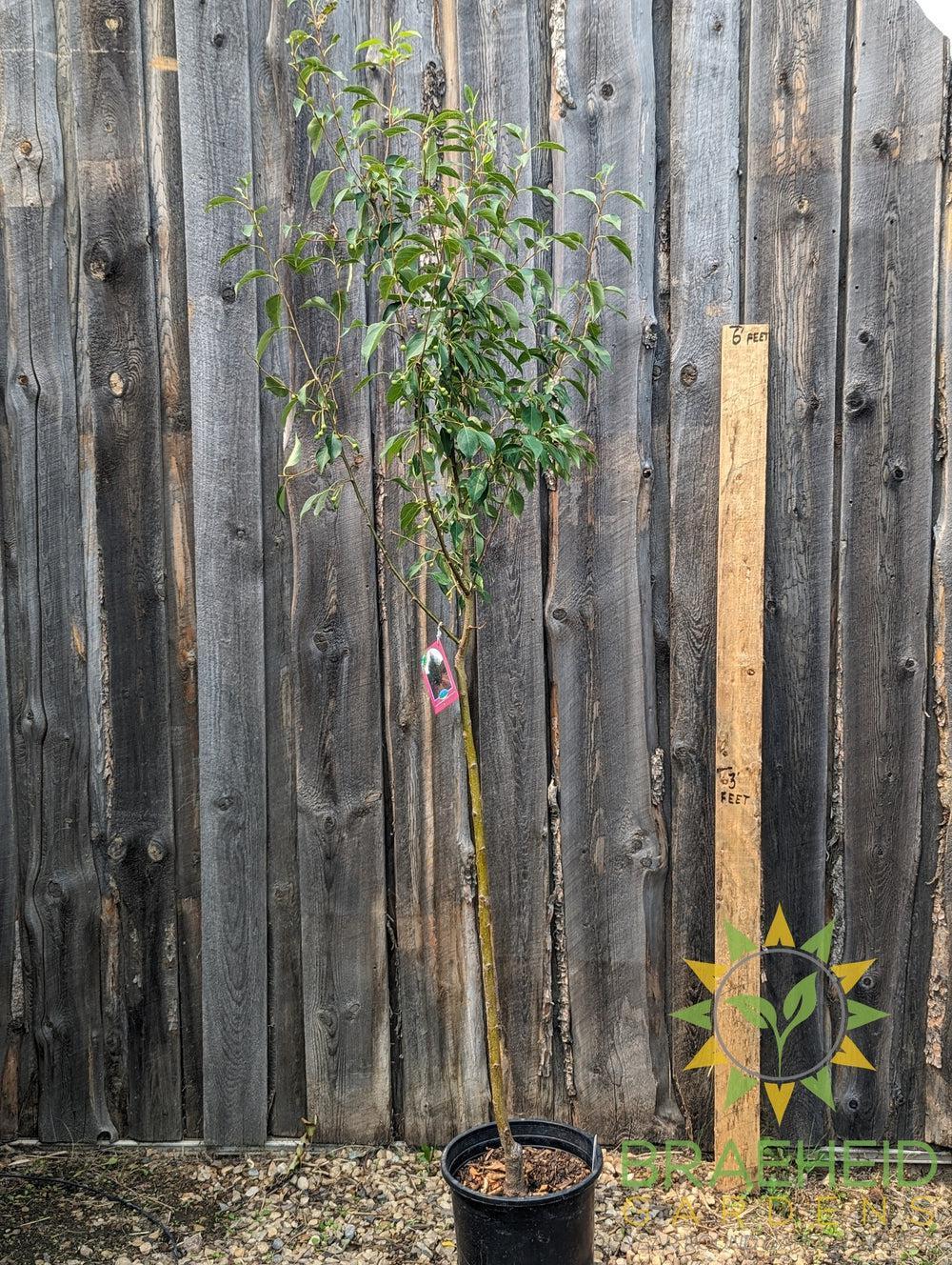 Starlite Flowering Crabapple- Tree for sale, Grown in Grande Prairie -Braeheid Gardens Ltd. on Emerson Trail