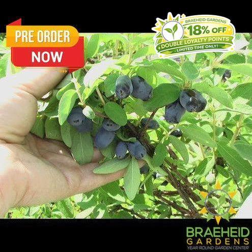 Buy Haskap Pollinating Bundle an in Grande Prairie Alberta - Braeheid Gardens Ltd.
