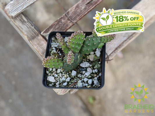 Opuntia Fragilis 'Pony' - Cold Hardy