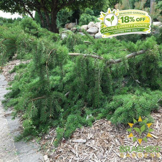 Uncle Fogy Jack Pine - NO SHIP
