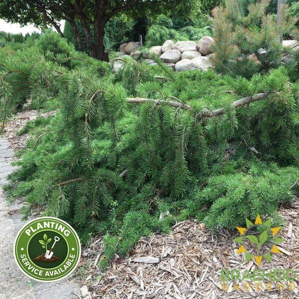 Uncle Fogy Jack Pine - NO SHIP