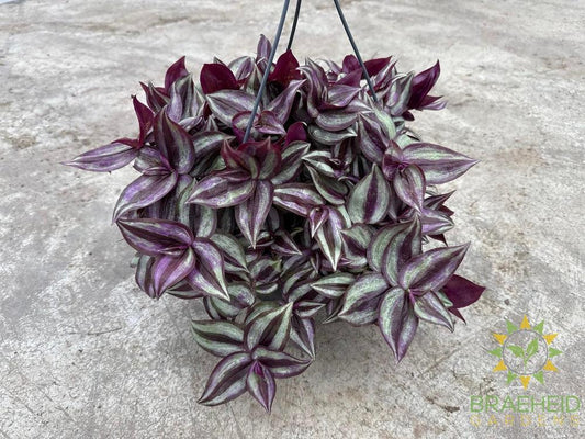 Tradescantia Purple Hanging Basket
