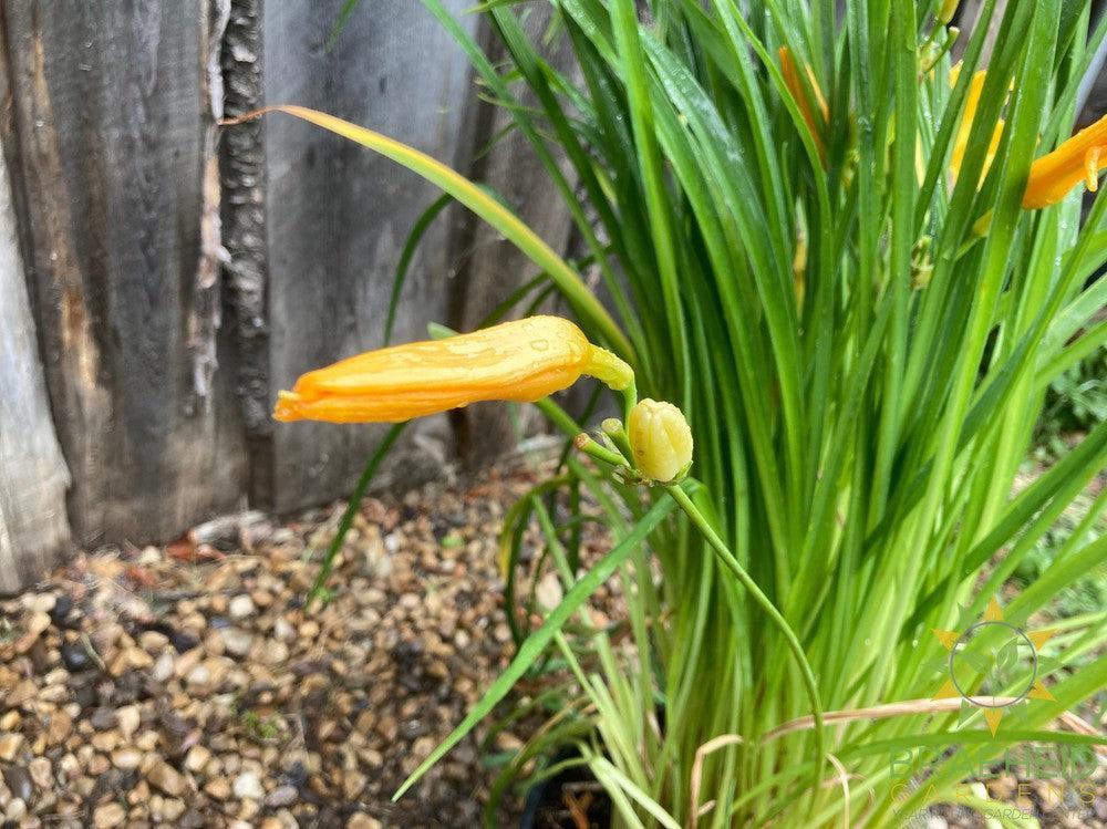 Daylily Stella D'oro Yellow - NO SHIP -