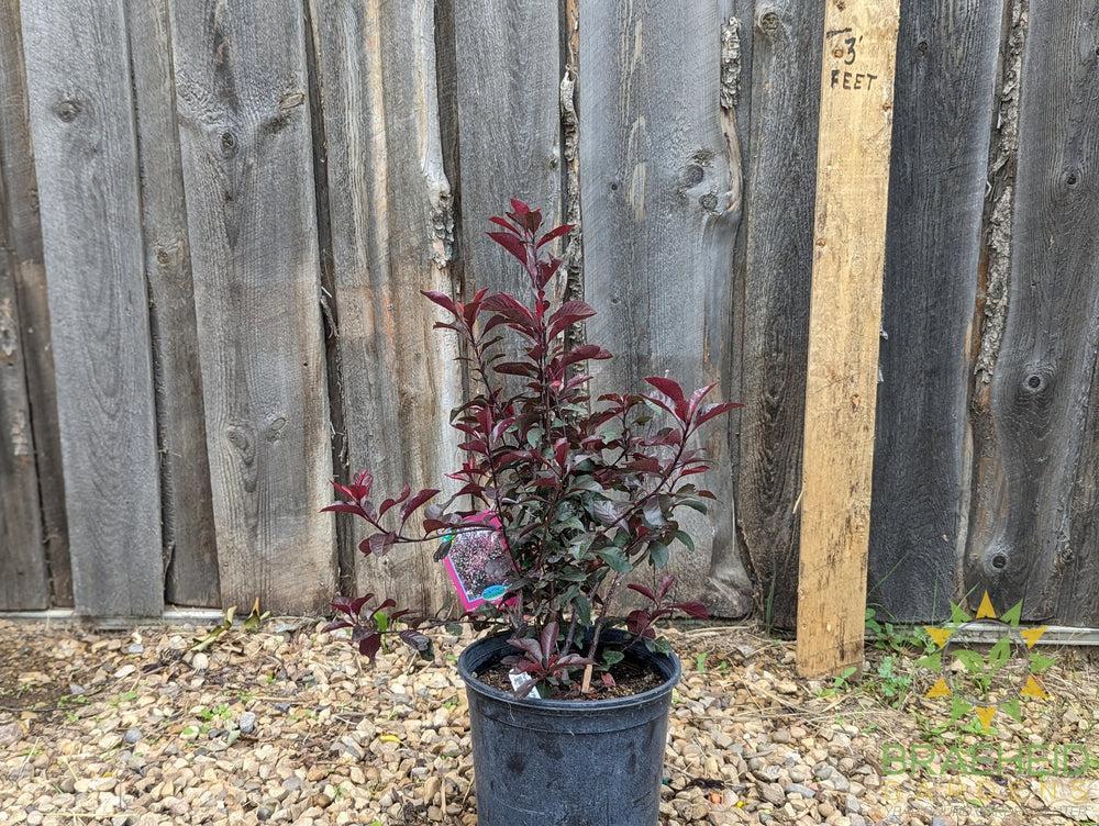 Purple Leaf Plum/Sand Cherry- Tree for sale, Grown in Grande Prairie -Braeheid Gardens Ltd. on Emerson Trail