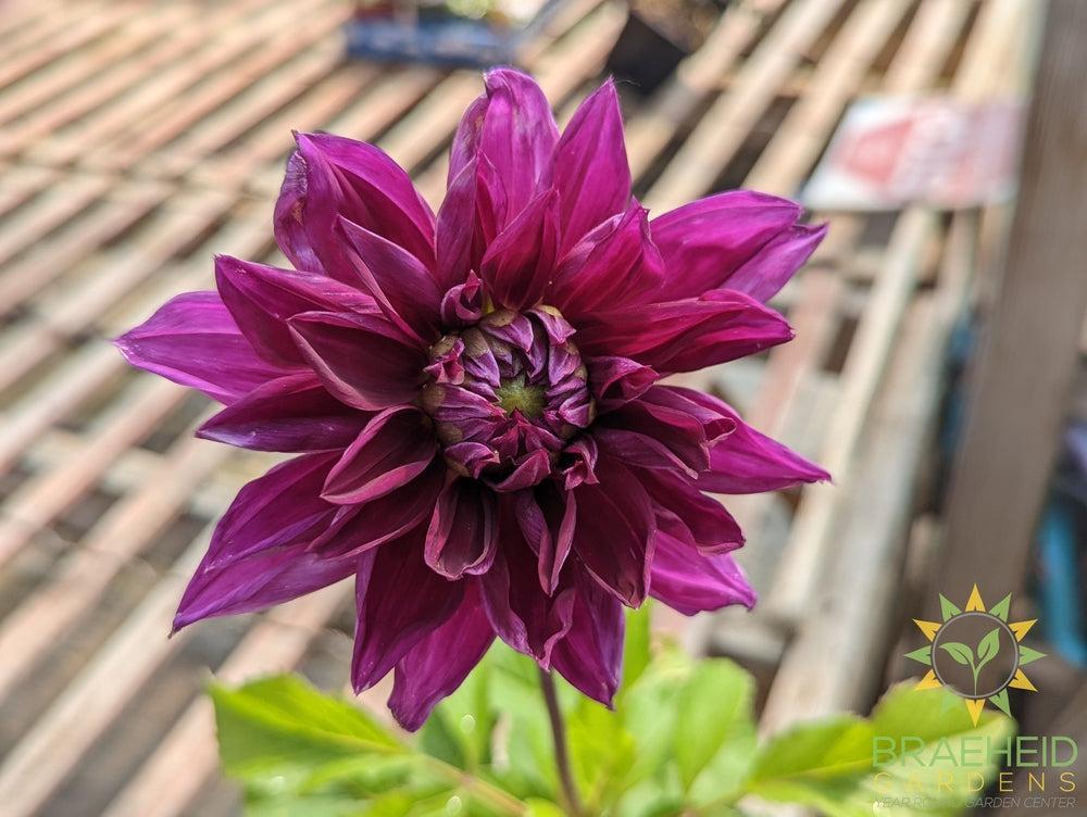 Dahlia 'Thomas Edison' - NO SHIP -