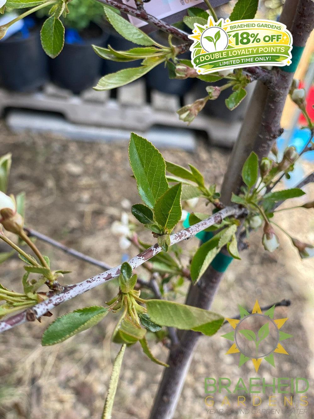 Juliet Cherry Tree- Tree for sale, Grown in Grande Prairie -Braeheid Gardens Ltd. on Emerson Trail