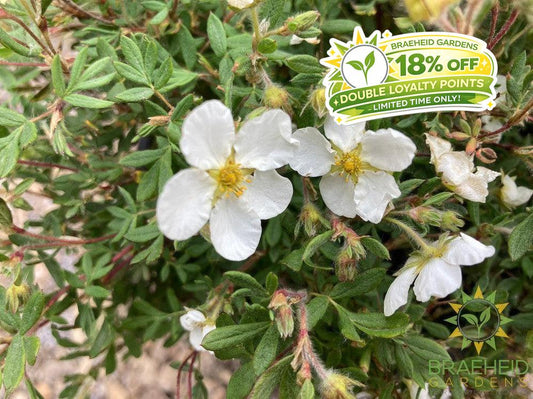 Happy Face® White Potentilla