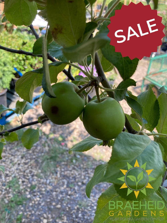 🍎 Auction #3 – Your Cold-Hardy Orchard & Berry Collection (Zone 3)