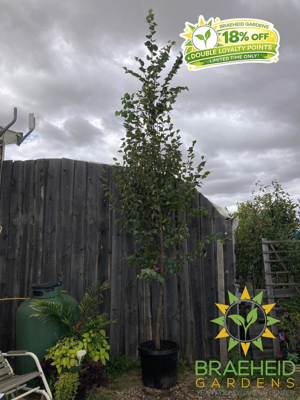 Greenspire® Linden- Tree for sale, Grown in Grande Prairie -Braeheid Gardens Ltd. on Emerson Trail