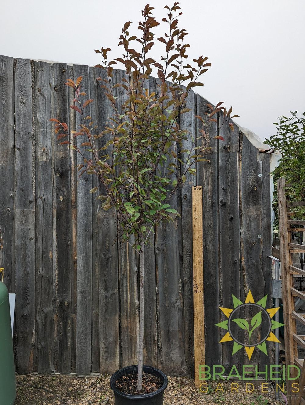 Sweetheart Mayday- Tree for sale, Grown in Grande Prairie -Braeheid Gardens Ltd. on Emerson Trail