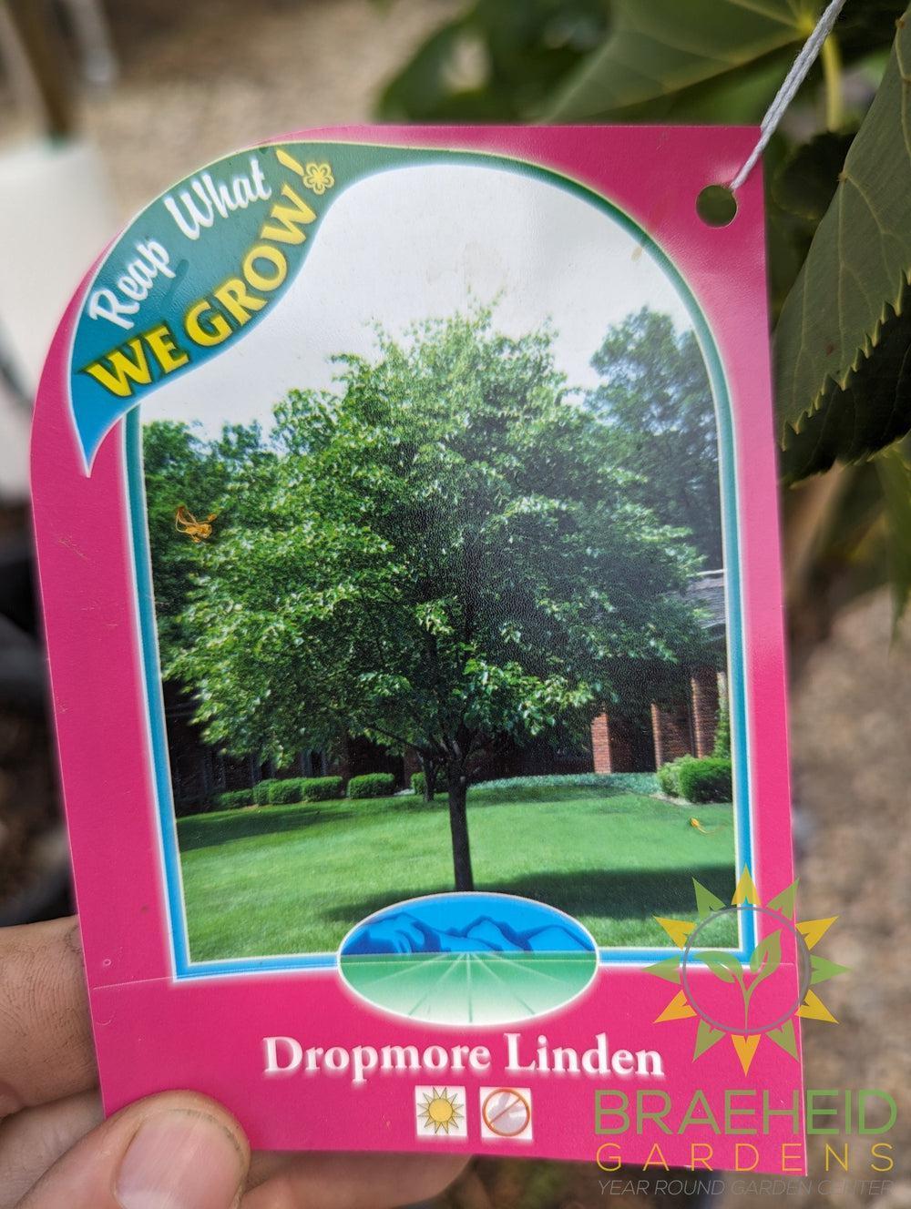 Dropmore Linden- Tree for sale, Grown in Grande Prairie -Braeheid Gardens Ltd. on Emerson Trail