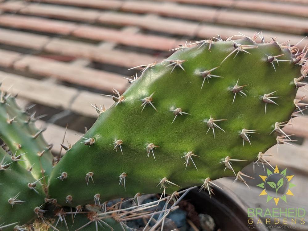 Opuntia Polycantha 'Lavender' - Cold Hardy