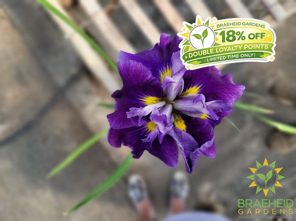 Iris Ensata 'Dinner Plate™ Ice Cream' - NO SHIP -
