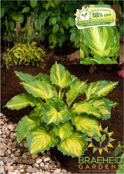 Lakeside Paisley Print Hosta - NO SHIP