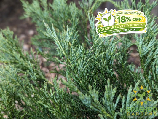 Hughes Juniper