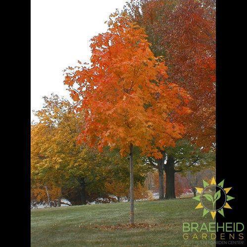 Fall Fiesta® Sugar Maple- Tree for sale, Grown in Grande Prairie -Braeheid Gardens Ltd. on Emerson Trail