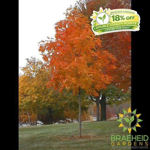 Fall Fiesta® Sugar Maple- Tree for sale, Grown in Grande Prairie -Braeheid Gardens Ltd. on Emerson Trail