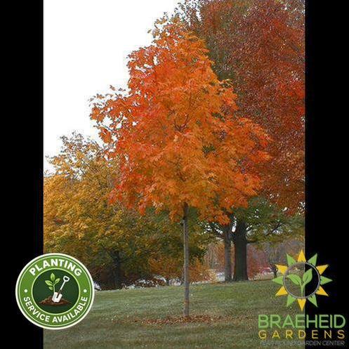 Fall Fiesta® Sugar Maple- Tree for sale, Grown in Grande Prairie -Braeheid Gardens Ltd. on Emerson Trail