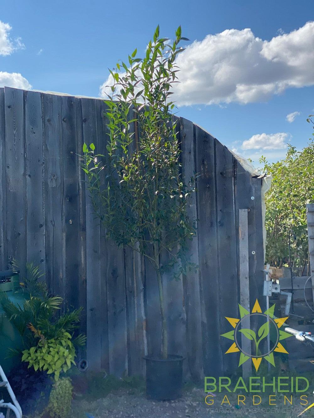 Prairie Reflection® Laurel Willow- Tree for sale, Grown in Grande Prairie -Braeheid Gardens Ltd. on Emerson Trail