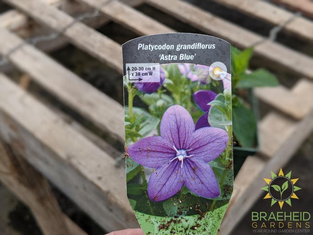 Balloon Flower 'Astra Blue' - NO SHIP -