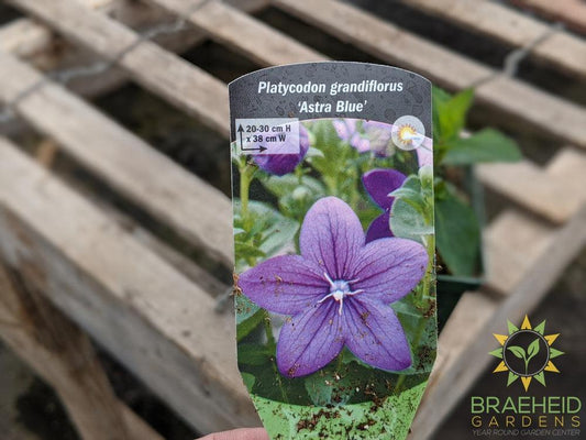 Balloon Flower 'Astra Blue' - NO SHIP -