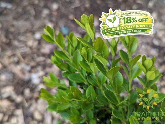 Calgary Boxwood