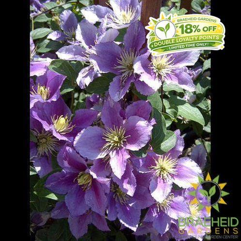 Little Duckling Clematis