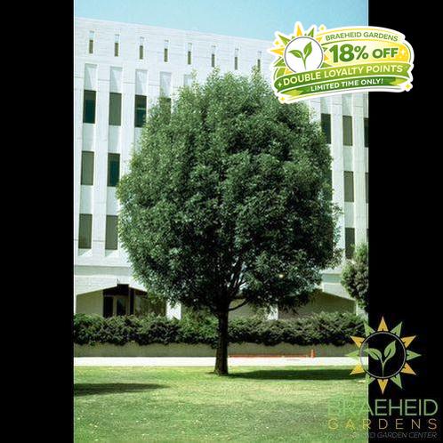 Patmore Ash- Tree for sale, Grown in Grande Prairie -Braeheid Gardens Ltd. on Emerson Trail